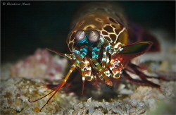 Mantis shrimp (Odontodactylus scyllarus), Gangga Island, ... by Reinhard Arndt 